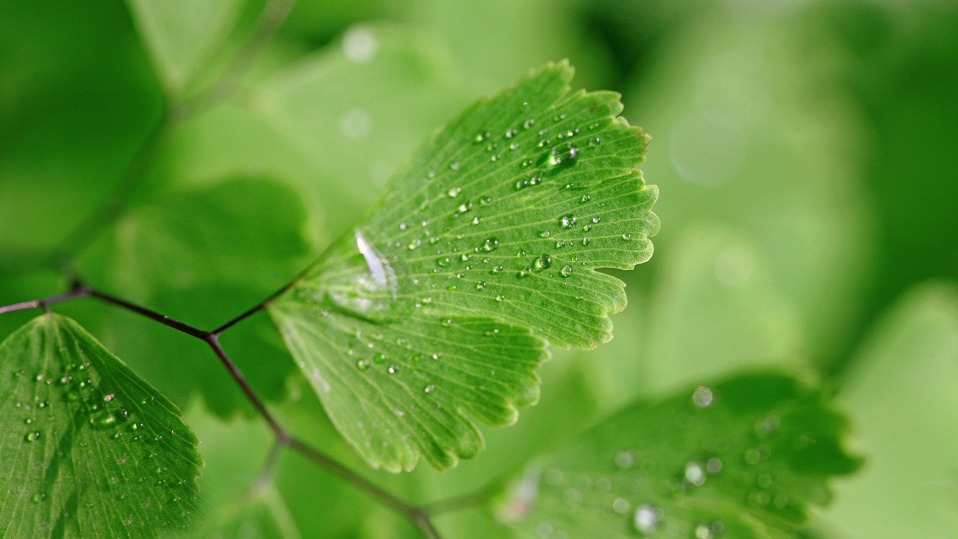 nature, Leaves, Closeup, Macro, Plants, Green, Water Drops, Ginko Wallpaper