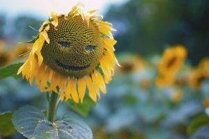 nature, Leaves, Closeup, Macro, Plants, Green, Sunflowers, Smiley, Depth Of Field, Seeds