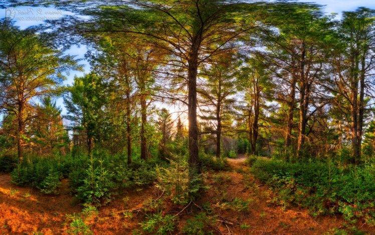 landscape, Nature, Forest, Sunset, Trees, Shrubs, Sunlight HD Wallpaper Desktop Background