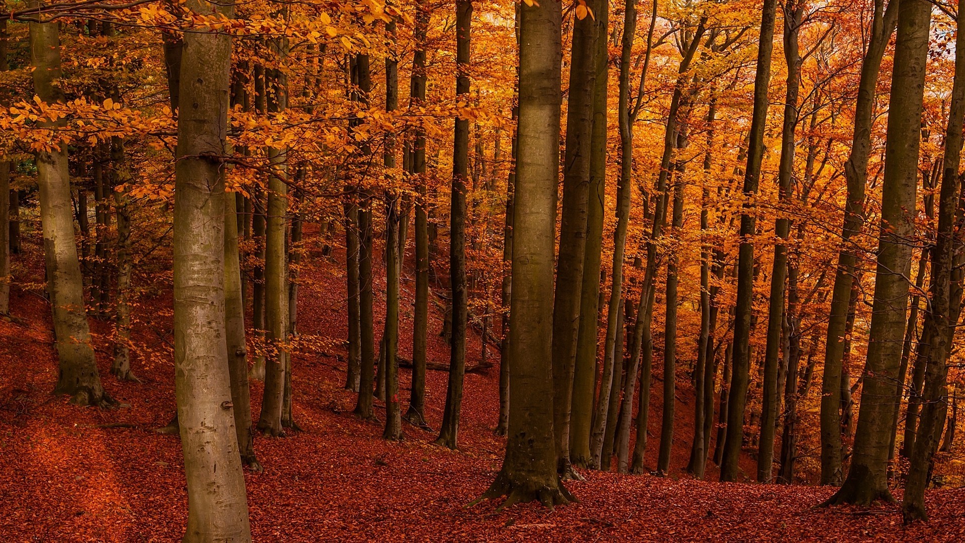 nature, Landscape, Amber, Forest, Fall, Leaves, Sunlight, Hills, Trees Wallpaper