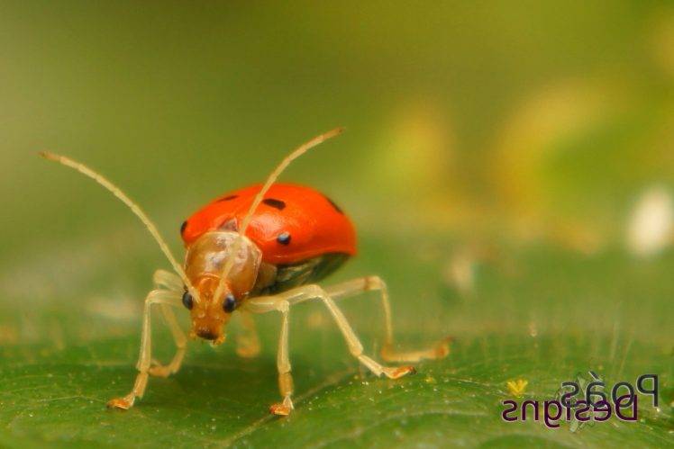 ladybugs, Nature, Beetles, Costa Rica, PoásDesigns, Jeffrey Umaña HD Wallpaper Desktop Background
