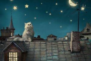 night, Cat, Stars, Moon, Fantasy Art, Persian Cat, Rooftops
