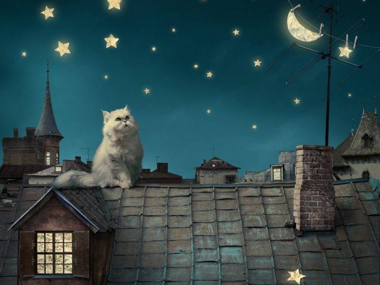 night, Cat, Stars, Moon, Fantasy Art, Persian Cat, Rooftops HD Wallpaper Desktop Background