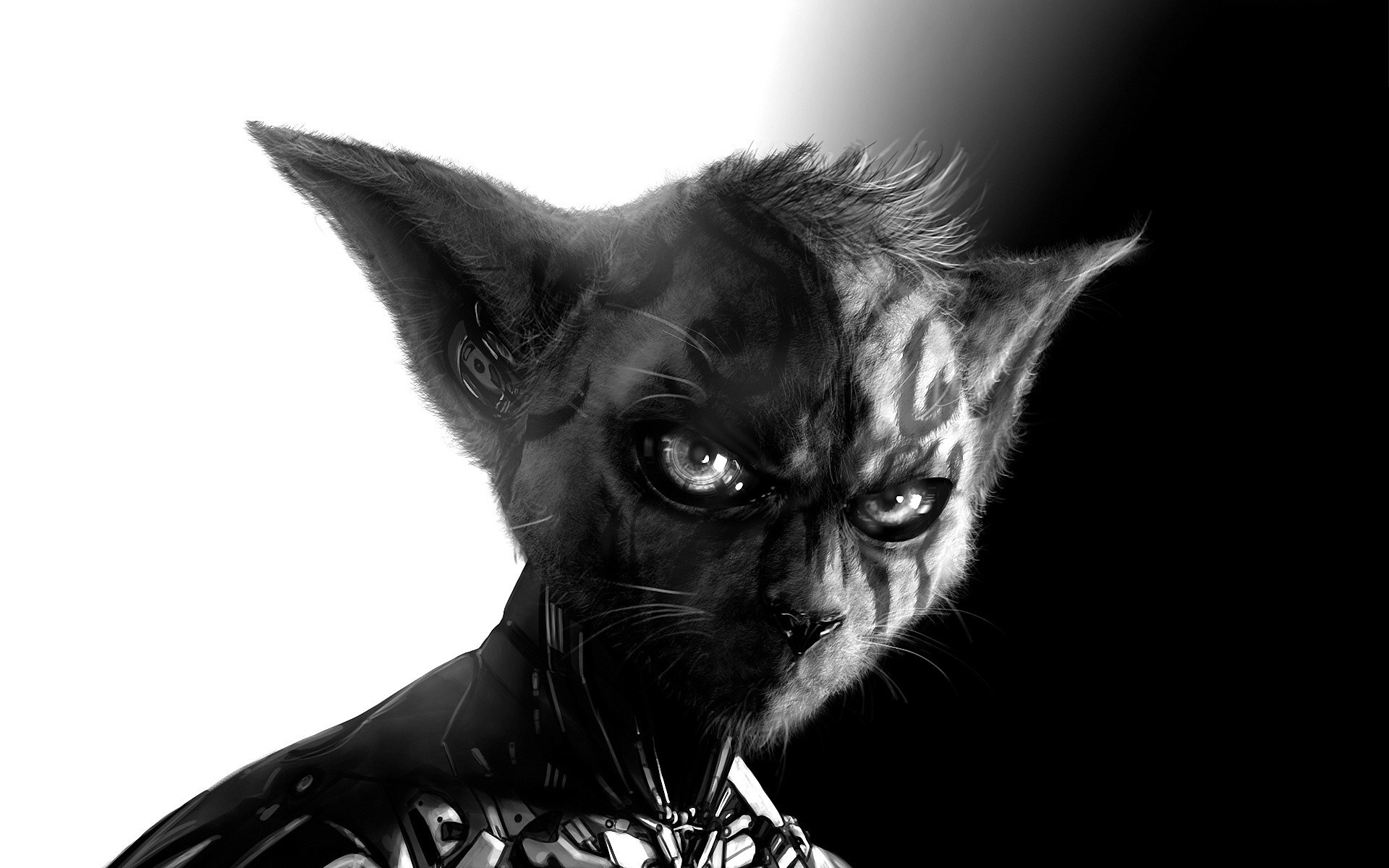 artwork Fantasy  Art Cyborg Cat  Digital Art Wallpapers  
