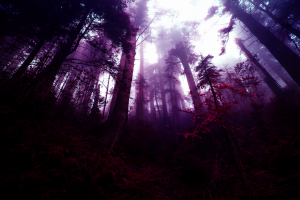 forest, Fantasy Art, Photo Manipulation, Purple, Trees, Mist