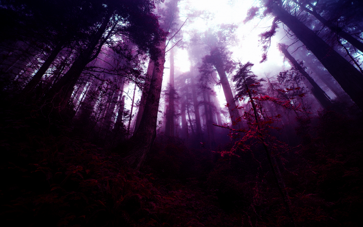 forest, Fantasy Art, Photo Manipulation, Purple, Trees, Mist HD Wallpaper Desktop Background