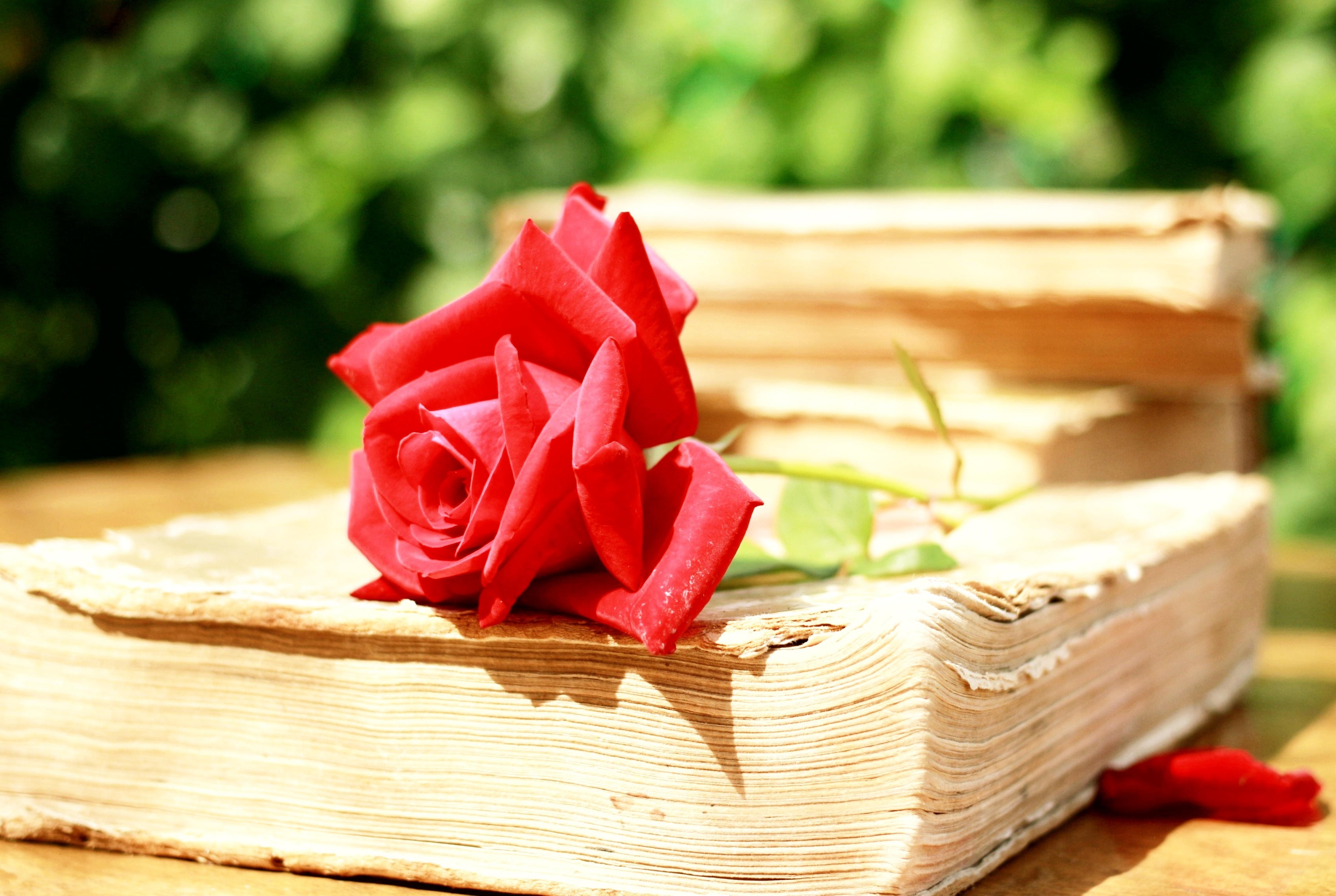 books, Flowers, Depth Of Field, Rose Wallpaper