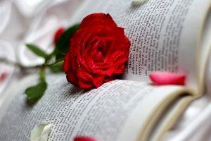 books, Flowers, Rose
