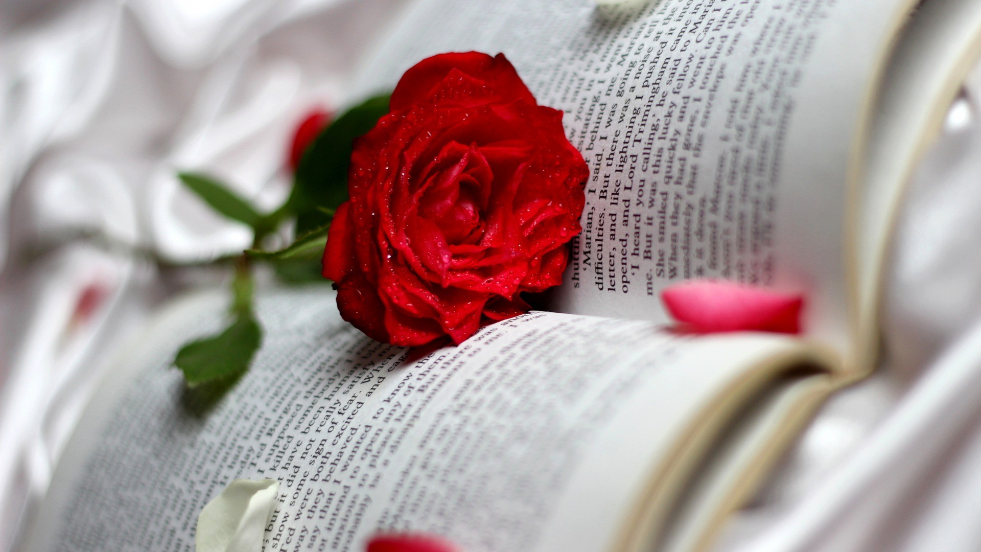 books, Flowers, Rose Wallpaper