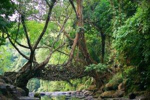 nature, India, Bridge, River, Jungles, Roots, Trees, Meghalaya, North East India, Shillong, Root, Natural Engineering