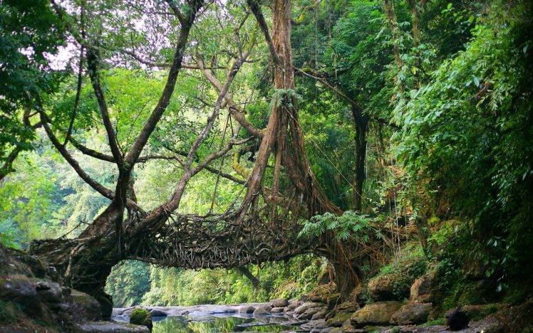 nature, India, Bridge, River, Jungles, Roots, Trees, Meghalaya, North East India, Shillong, Root, Natural Engineering HD Wallpaper Desktop Background