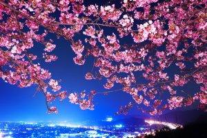 flowers, Cityscape, Tokyo, Cherry Blossom