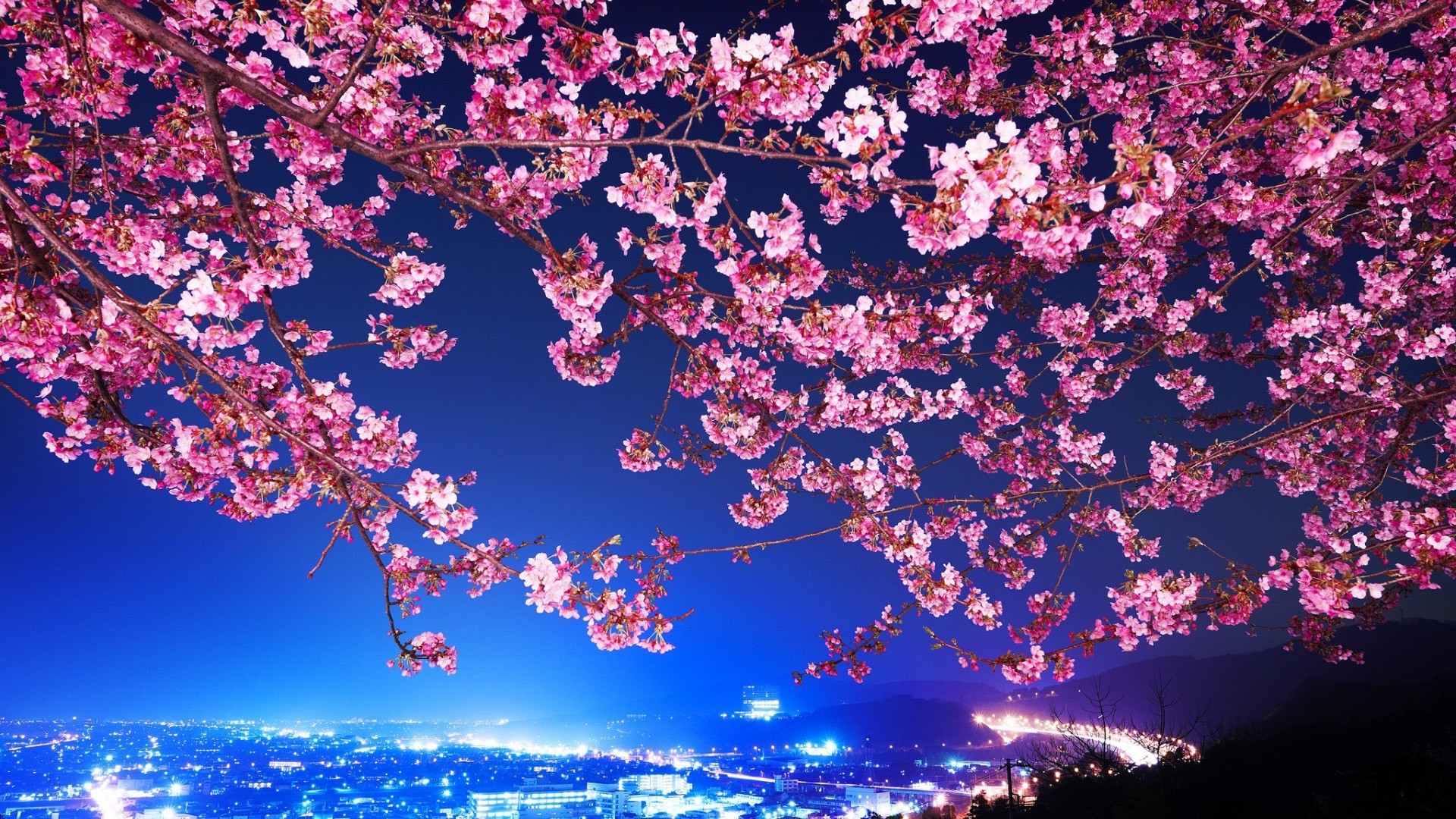 flowers, Cityscape, Tokyo, Cherry Blossom Wallpapers HD / Desktop and Mobile Backgrounds