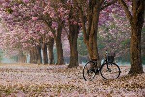 nature, Bicycle
