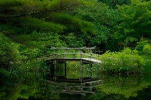 nature, Bridge, Trees