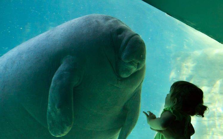 little Girl, Manatee HD Wallpaper Desktop Background