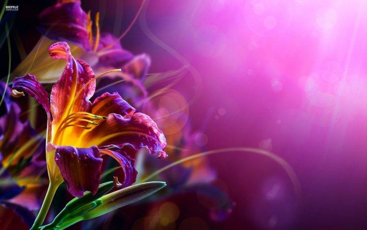 lilies, Flowers, Bokeh HD Wallpaper Desktop Background