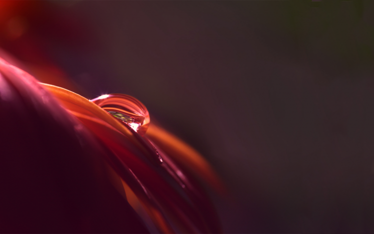 macro, Dew, Flowers, Petals, Water Drops, Minimalism HD Wallpaper Desktop Background