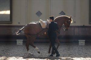 horse, Saumur, Equitation, France