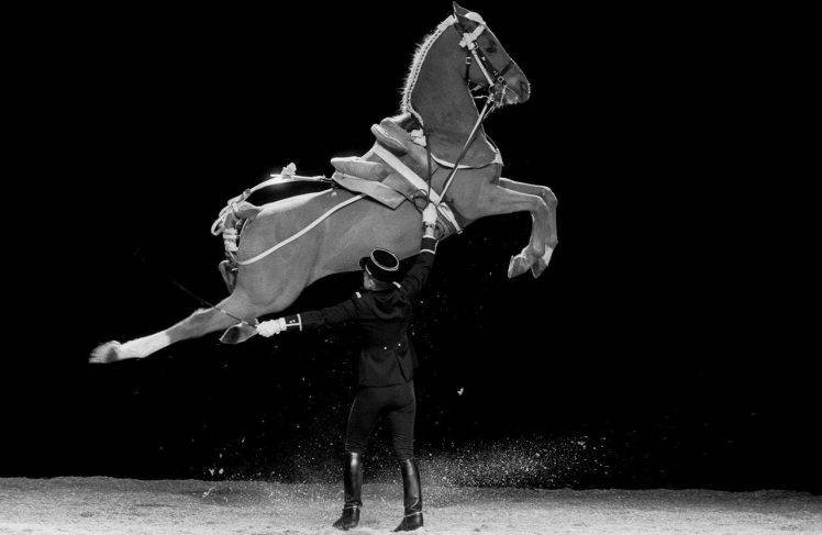 horse, France HD Wallpaper Desktop Background