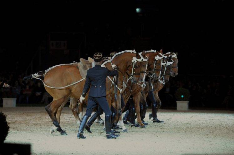 horse, Saumur, Equitation, France HD Wallpaper Desktop Background