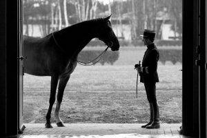horse, France