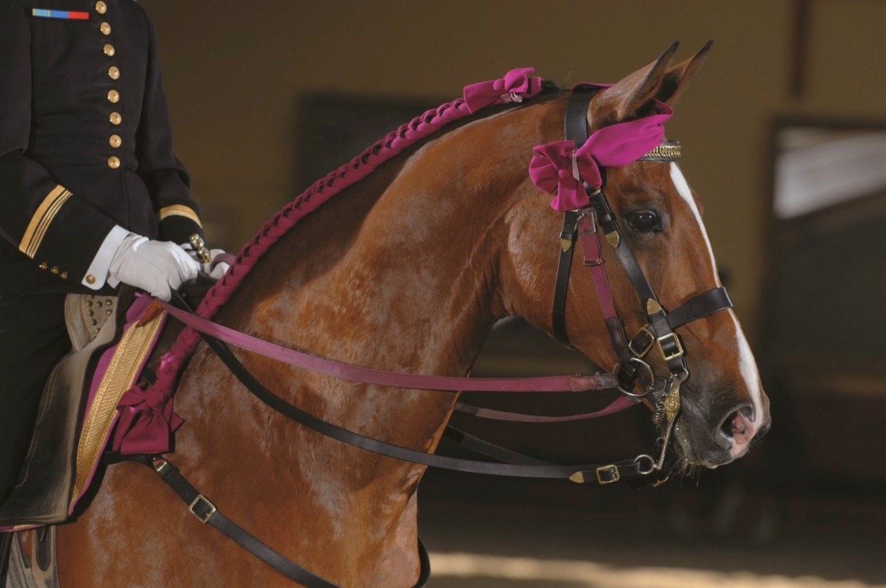 horse, Saumur, Equitation, France Wallpaper