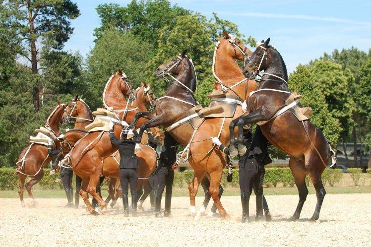 horse, Saumur, Equitation, France HD Wallpaper Desktop Background