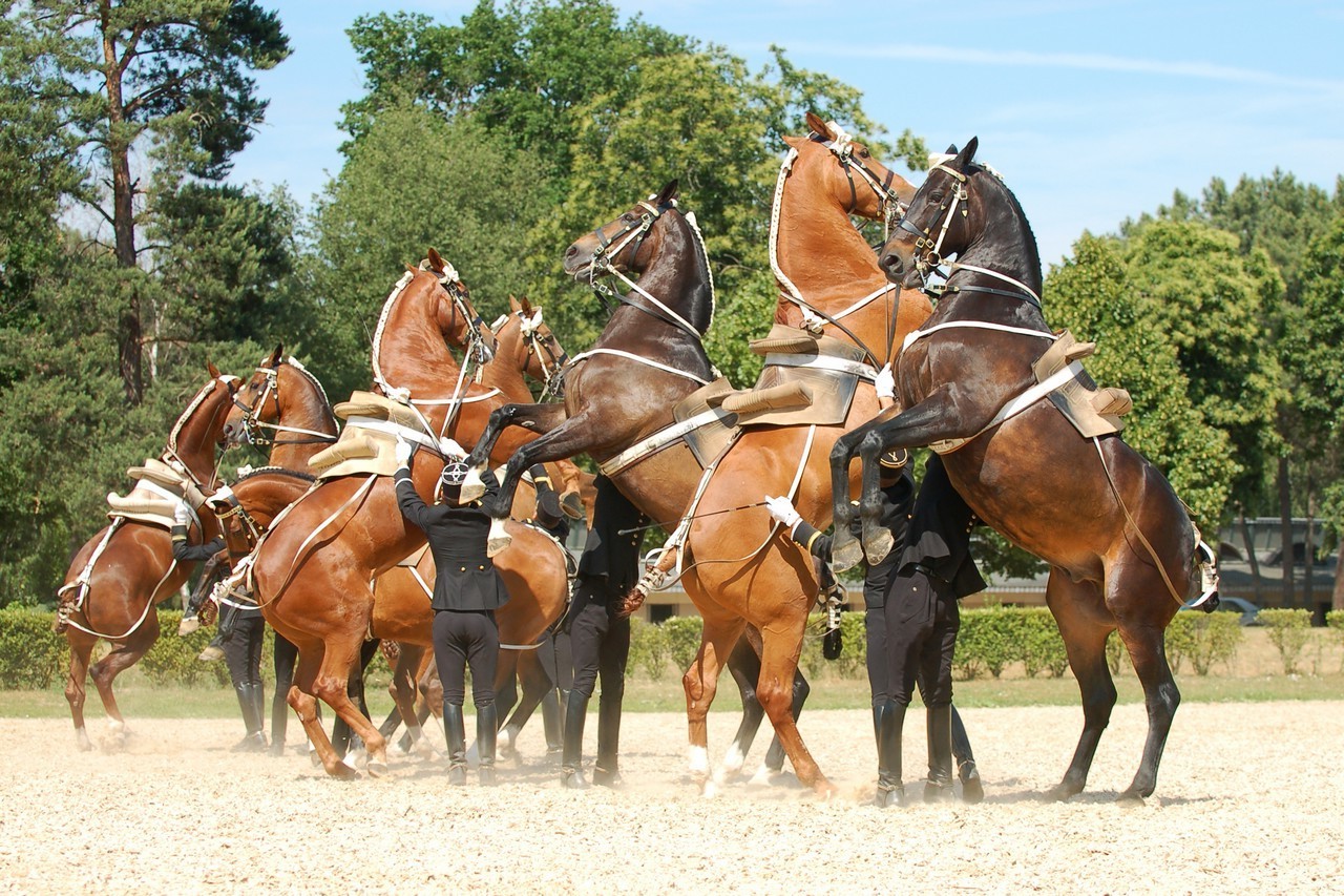 horse, Saumur, Equitation, France Wallpaper