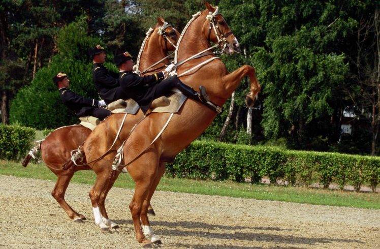 Equitation, Saumur, Horse, Horse Riding HD Wallpaper Desktop Background