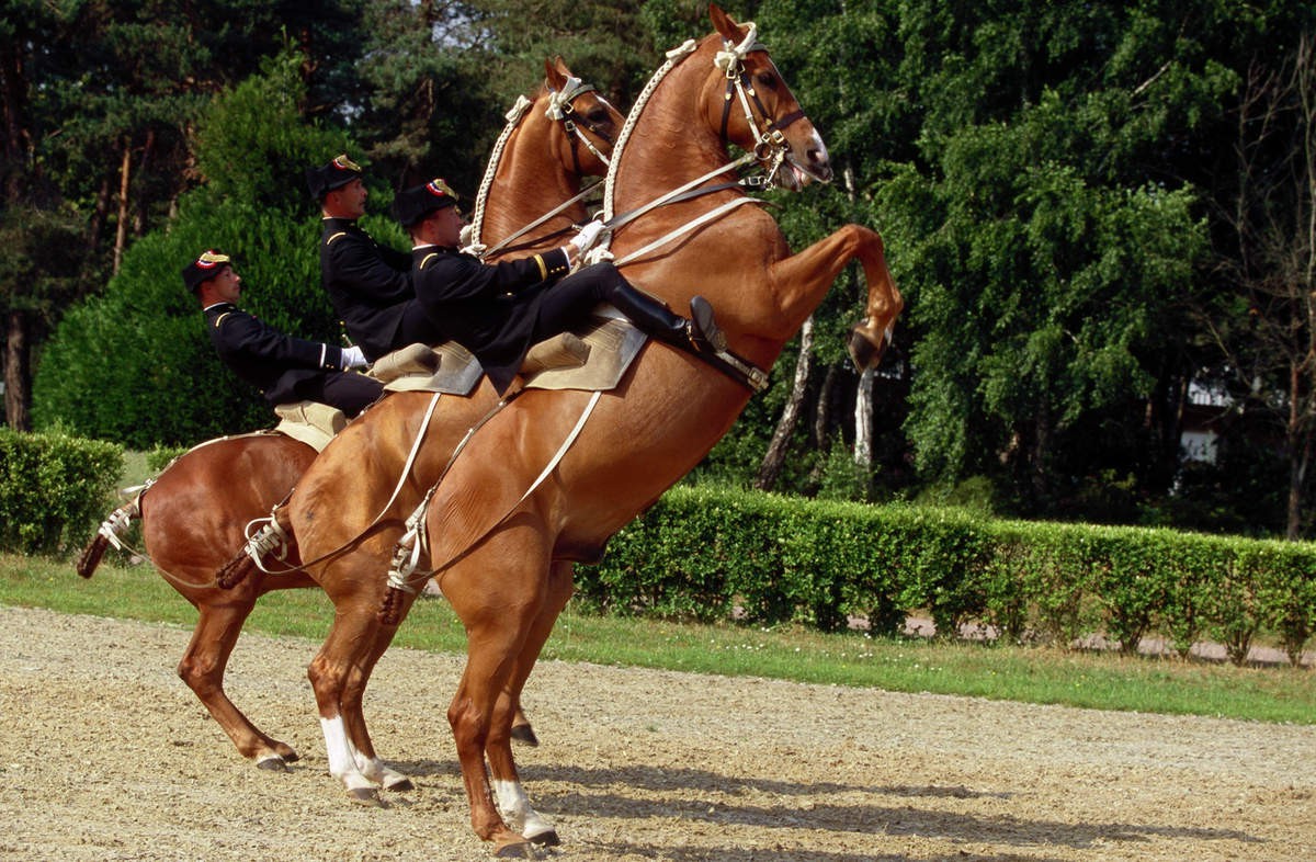 Equitation, Saumur, Horse, Horse Riding Wallpaper