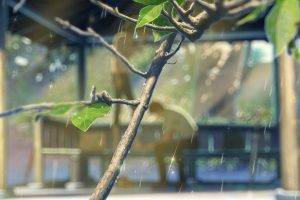 summer, Sunlight, Makoto Shinkai, Rain, Branch