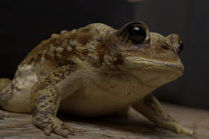 frog, CGI, Amphibian