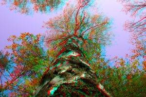 3D, 3d Picture, Trees, Sky