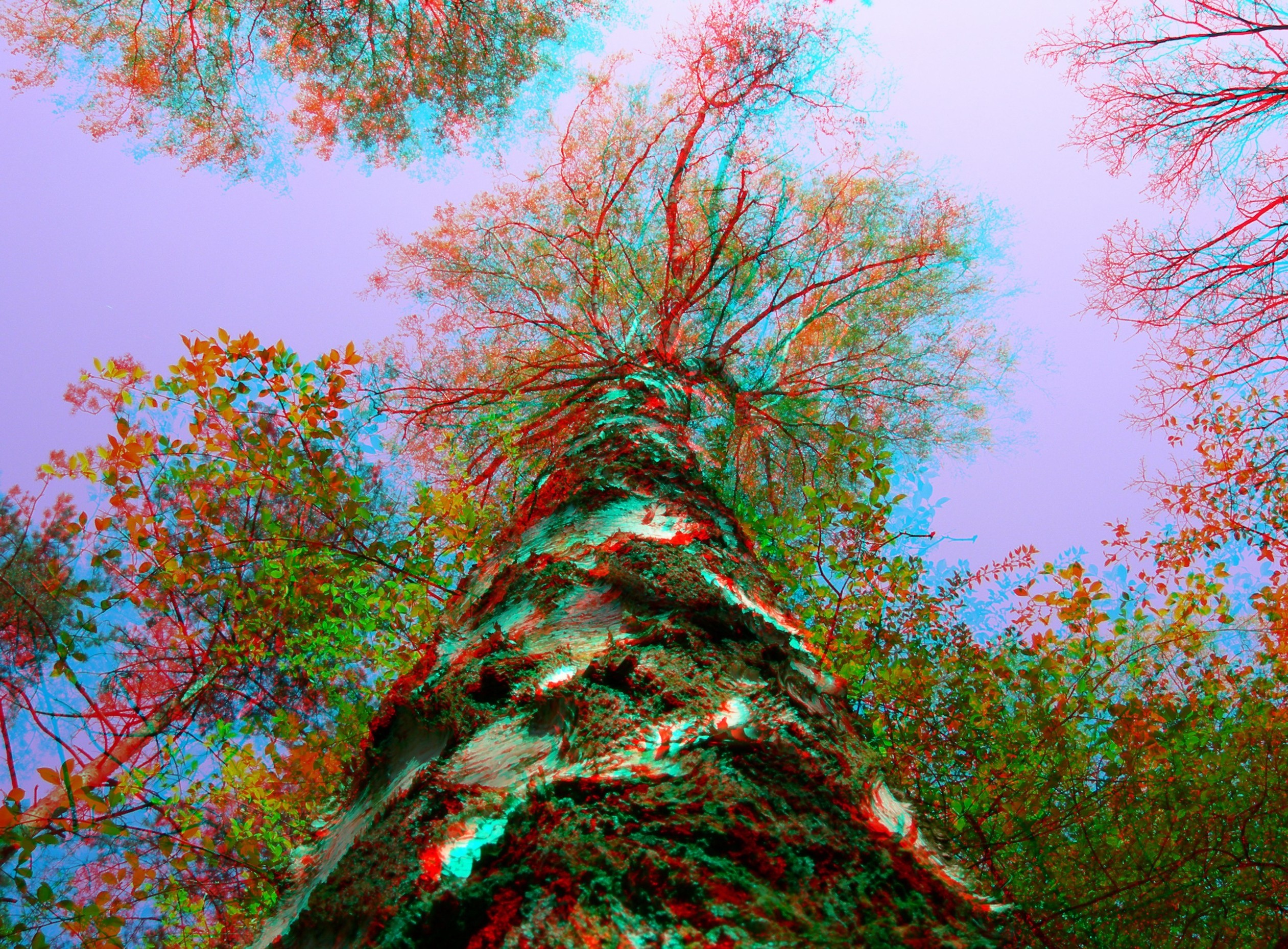 3D, 3d Picture, Trees, Sky Wallpaper