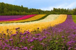 nature, Flowers, Colorful, Field, Landscape