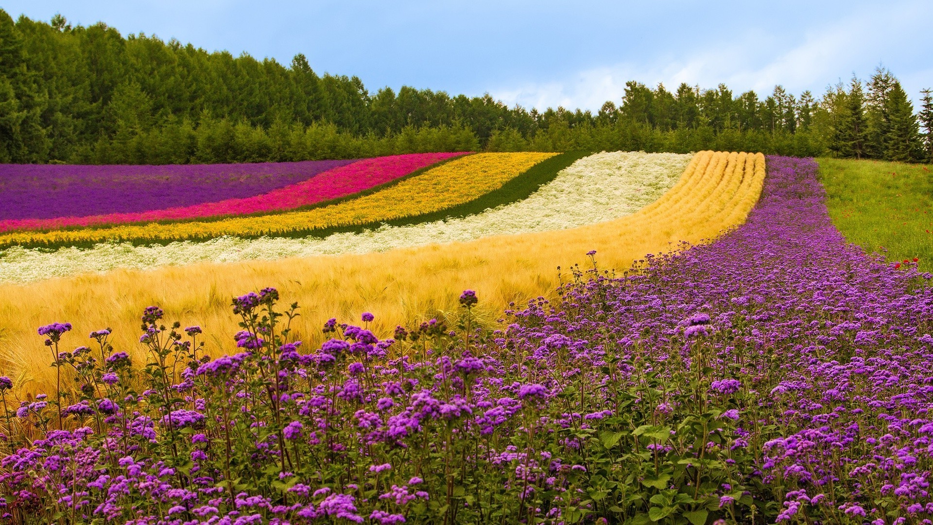 nature, Flowers, Colorful, Field, Landscape Wallpaper