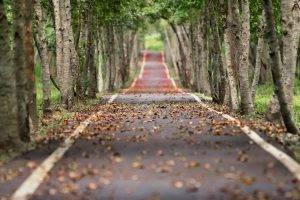 nature, Road, Tilt Shift, Fall, Trees, Leaves