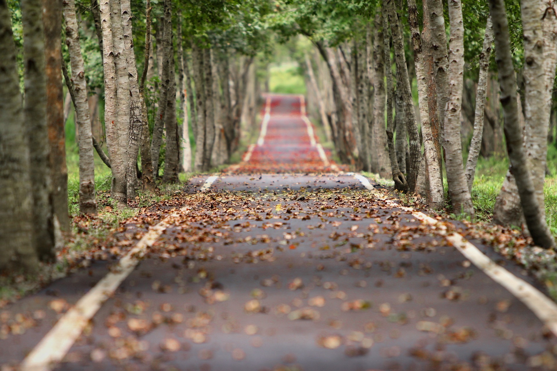 nature, Road, Tilt Shift, Fall, Trees, Leaves Wallpaper