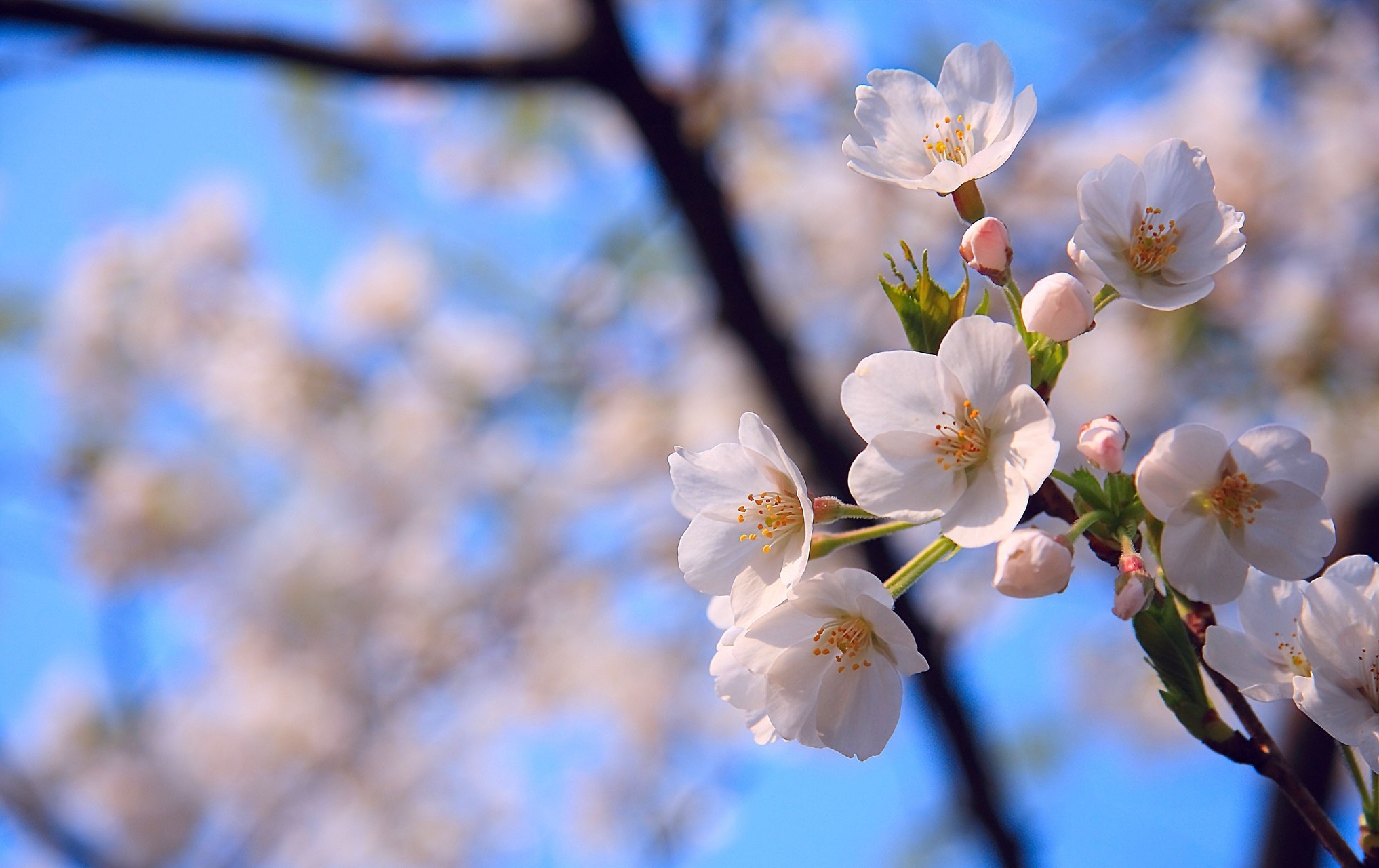 nature Wallpaper