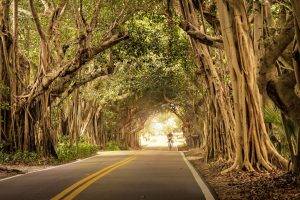 nature, Trees, Road, Bicycle
