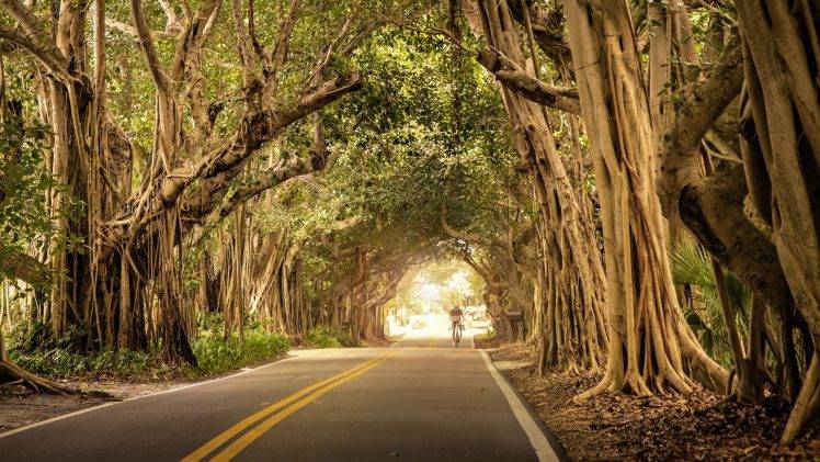 nature, Trees, Road, Bicycle HD Wallpaper Desktop Background