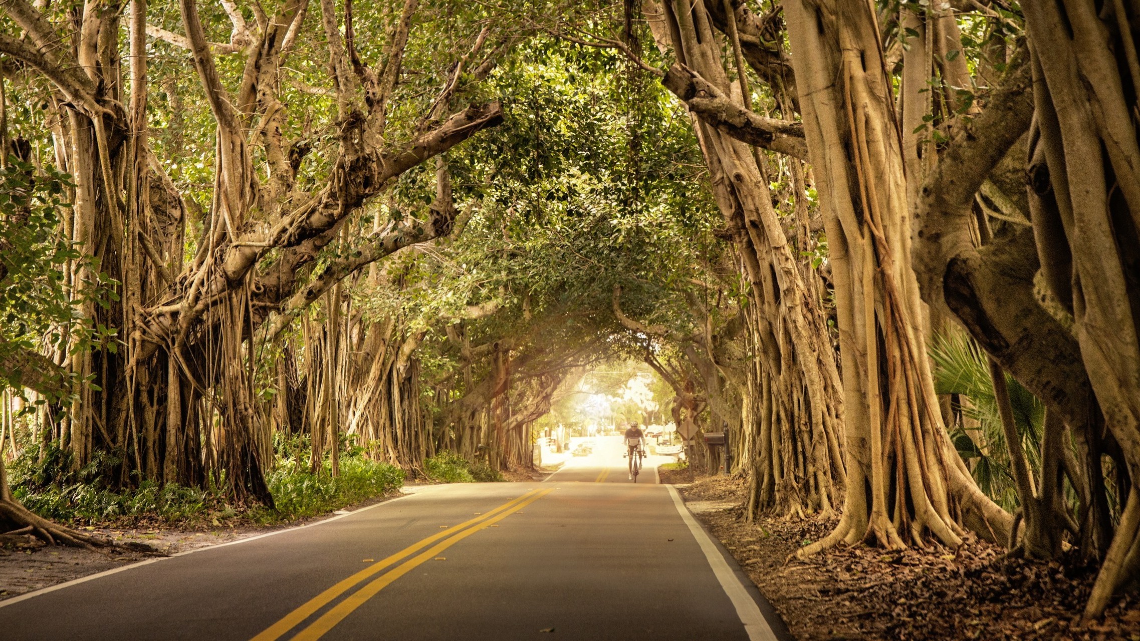 nature, Trees, Road, Bicycle Wallpaper