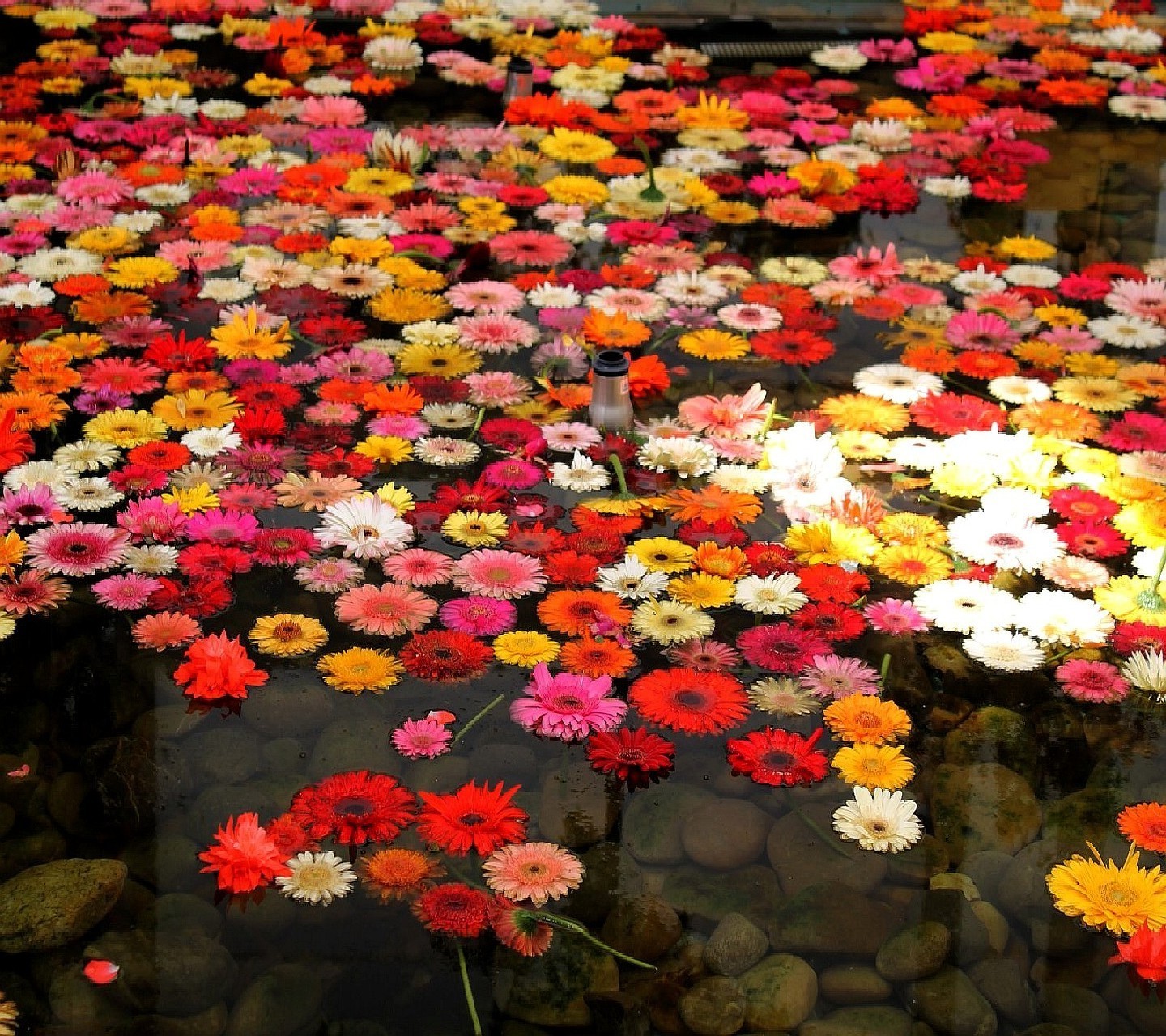 nature Wallpaper