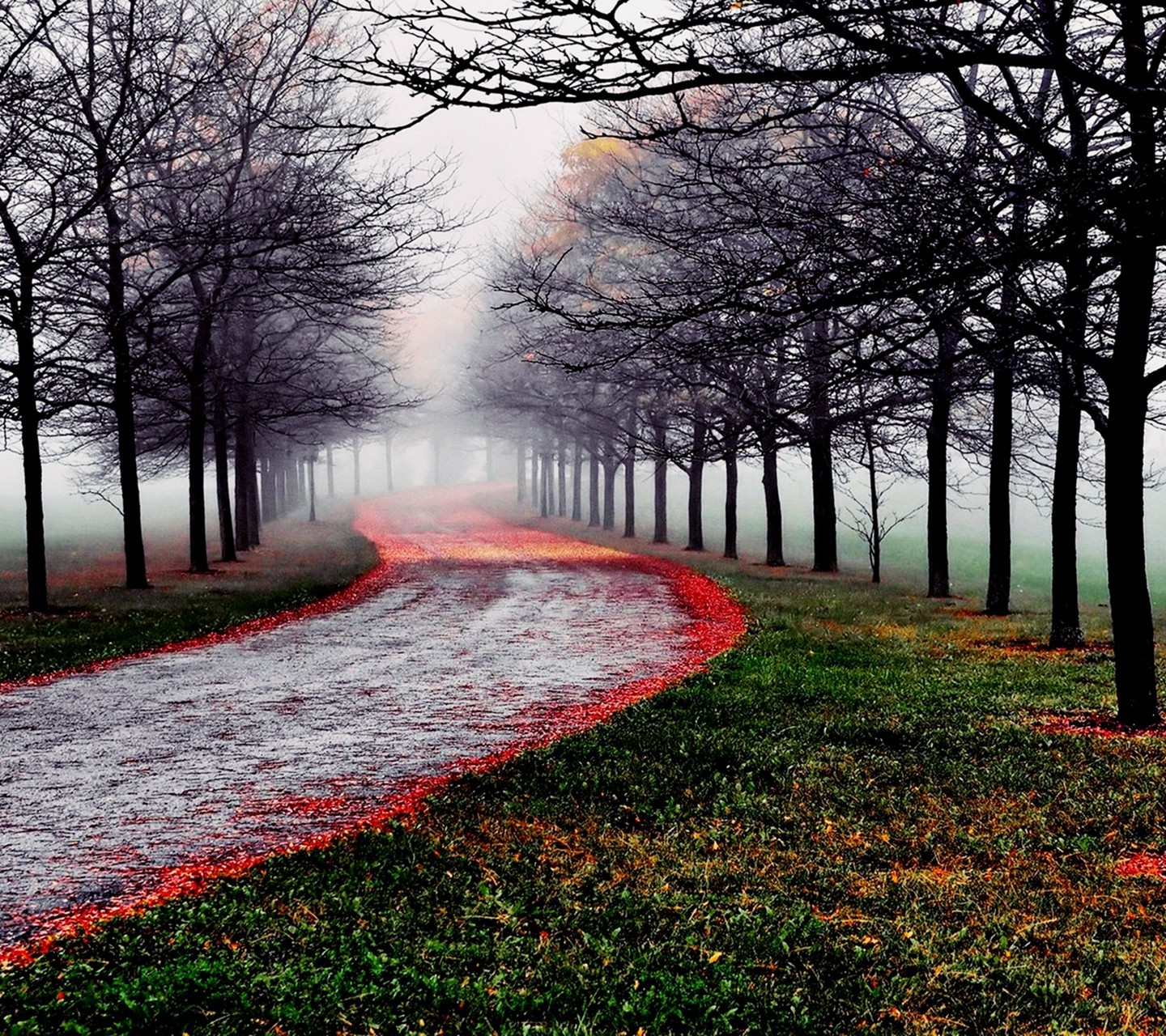 nature, Road, Trees Wallpaper