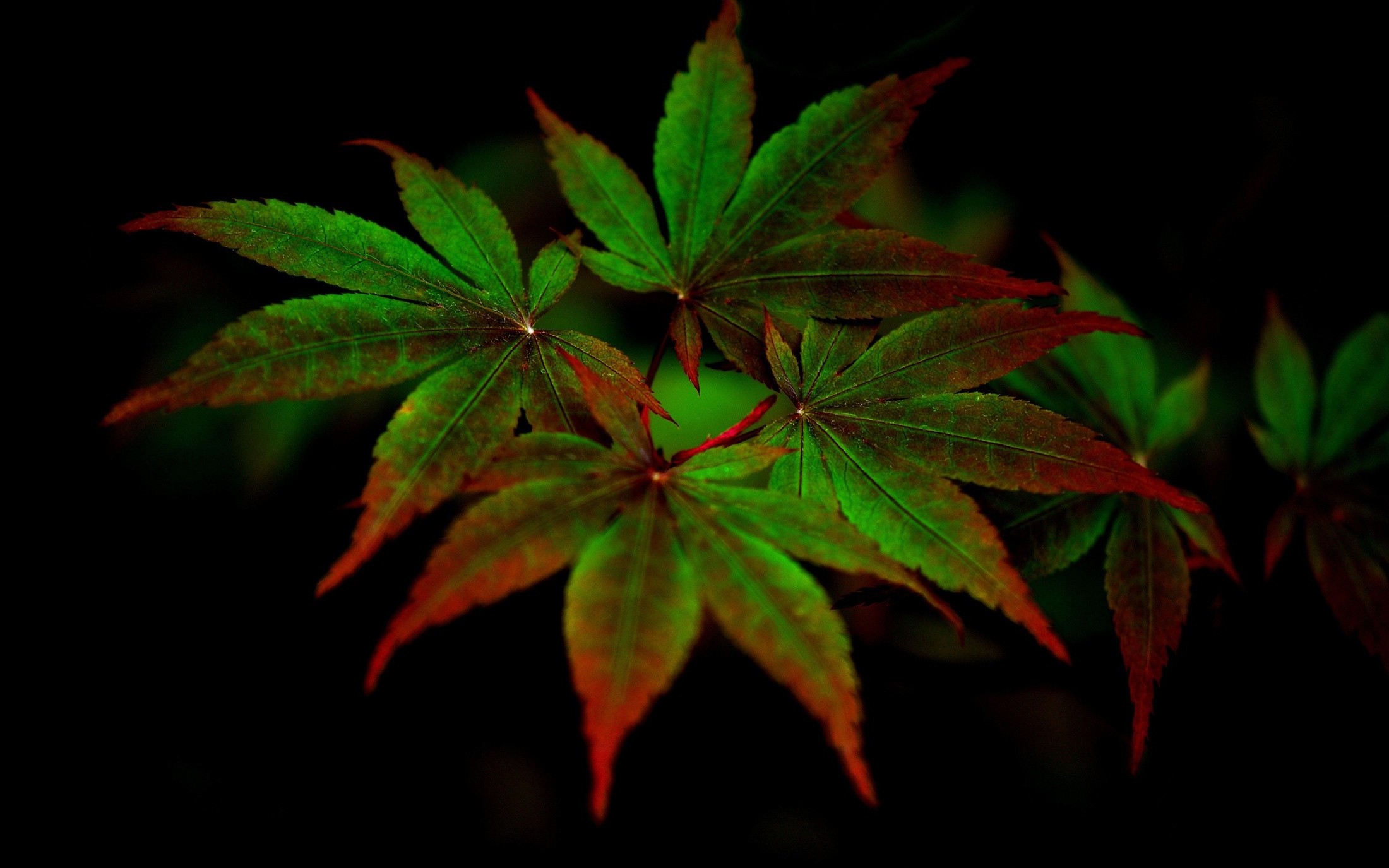 nature Wallpaper