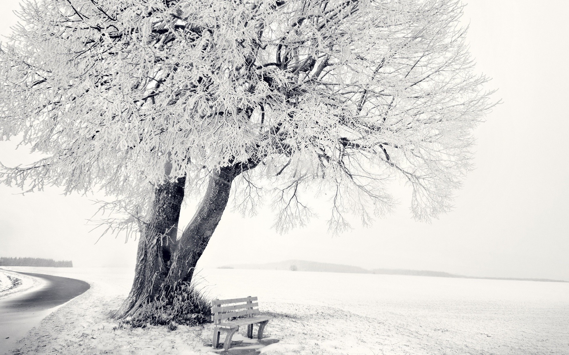 nature Wallpaper