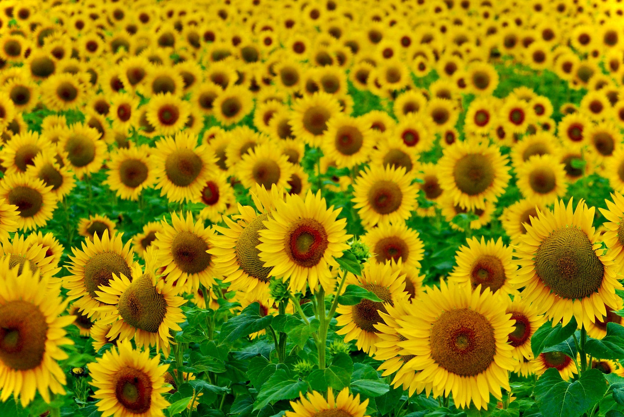 nature Wallpaper