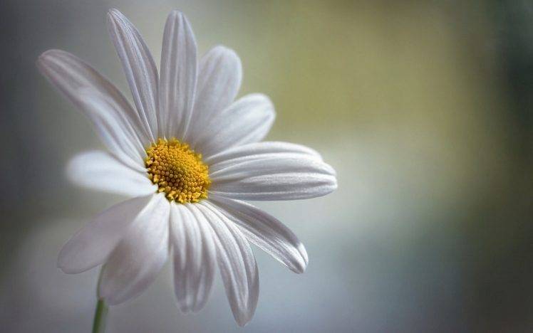 nature, Flowers HD Wallpaper Desktop Background