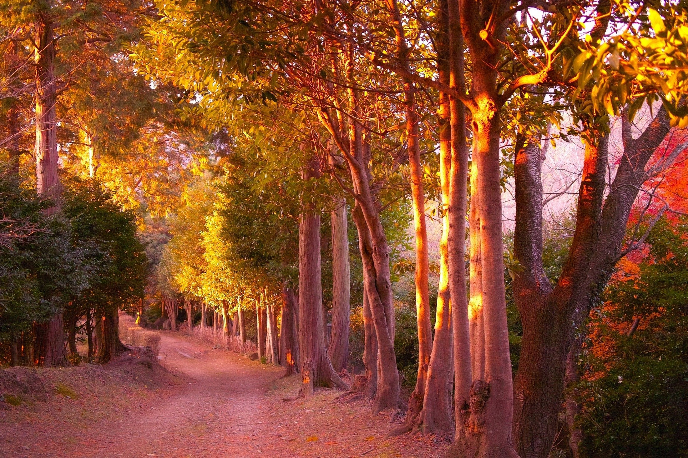 nature Wallpaper